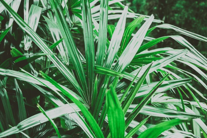 Plantas fáciles que purifican el aire de tu casa